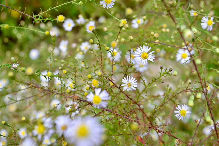 Introduction to Mindfulness Meditation - Brooklyn Botanic Garden