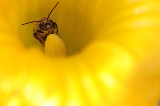 A yellow and black bee with prominent antennae peeks out from the middle of a yellow flower.