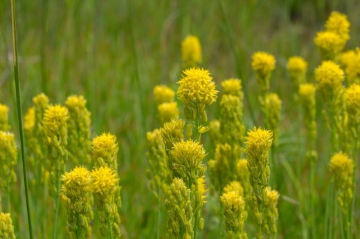 bog asphodel