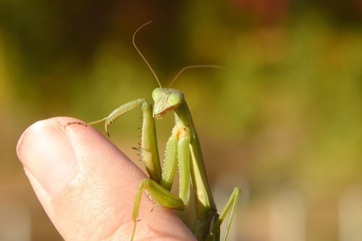 Chinese mantis