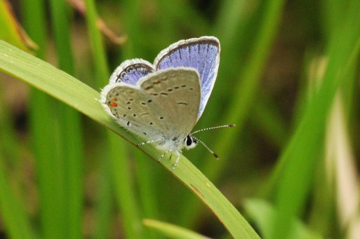 A purple-winged butterfly on a stalk of grass.