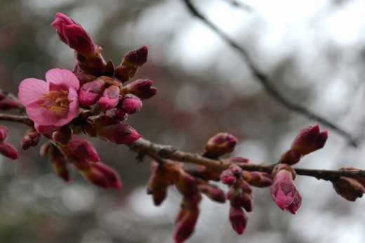 Cherry blossoms begin to blossom on a branch.