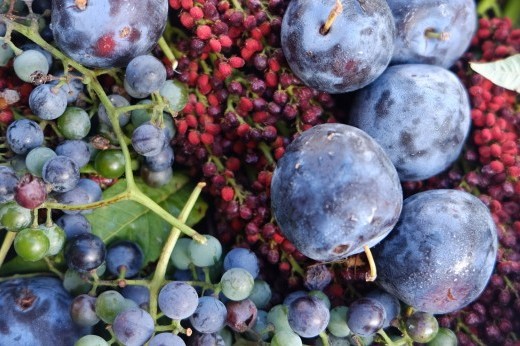 ripe plums and other fruits