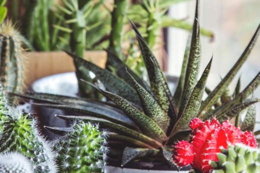 a variety of potted cacti and succulents indoors near a windwo