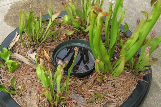 container bog with carnivorous plants