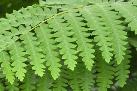 a fern frond