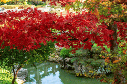 red maple tree in fall color in a garden