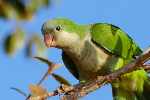 a monk parakeet sitting on a branch