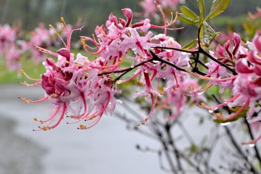 A row of pink flowers with long curved stamens dripping with rainwater.