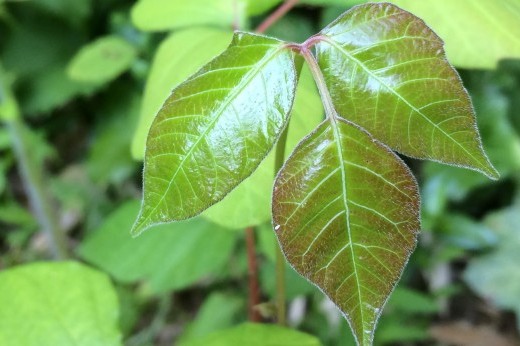 shiny young poison ivy leaflets