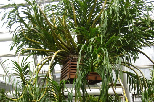 A giant leafy orchid in a hanging wooden pot.